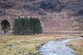 The stand of pines on the shores of Loch Coire Shubh