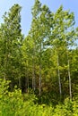 A stand of poplar trees at forest edge
