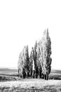 A stand of poplar trees in a meadow with short gras monochrome high key