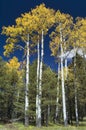 Stand of Quaking Aspens Royalty Free Stock Photo