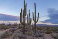 Stand of Saguaro Cactus at Surise time in Arizona Royalty Free Stock Photo