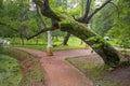 Huge tree almost falls