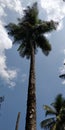 Stand tall like coconut tree