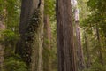 A stand of tall redwood trees Royalty Free Stock Photo