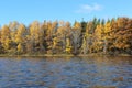 A stand of trees and grass on the banks of the Wallace river showing fall colors on a sunny autumn day Royalty Free Stock Photo