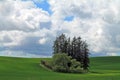 A Stand of Trees In the Middle of Rolling Farm Fields