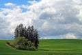A Stand of Trees In the Middle of Rolling Farm Fields Royalty Free Stock Photo