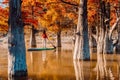 Stand up paddle board and woman swim at river between Taxodium trees in autumnal season. SUP boarding on a quiet lake Royalty Free Stock Photo