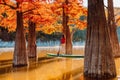 Stand up paddle board and woman swim at river between Taxodium trees in autumnal season. SUP boarding on a quiet lake Royalty Free Stock Photo