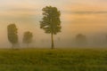 Stand up tree over flog morning tone Royalty Free Stock Photo