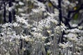 Australian native Flannel Flower wildflowers Royalty Free Stock Photo