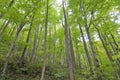 Stand of Young Trees Royalty Free Stock Photo