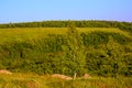 Standalone birches on ridge landscape