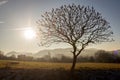 Standalone branched tree in the fields with the village in the morning mist