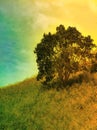 Standalone tree on a brush Royalty Free Stock Photo