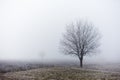 Standalone tree at fall misty morning