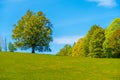 Standalone tree on a field horizon in spring, Moravia-Bohemian region, Czech republic