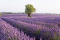 Standalone tree among lavender rows in Valensole fields in Provence, France Royalty Free Stock Photo