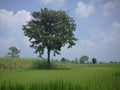 A standalone tree in the tropical green field in the blue sky Royalty Free Stock Photo