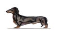 Standard black dachshund painted in watercolor