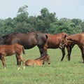 Standard bred horses and foals