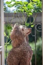 Standard brown poodle portrait on a balcony