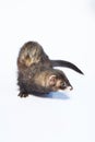 Dark color female ferret in studio on white background Royalty Free Stock Photo