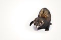 Dark color female ferret in studio on white background Royalty Free Stock Photo