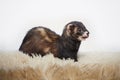 Dark color female ferret in studio on white background Royalty Free Stock Photo