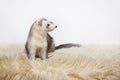 Silver mitt color female ferret in studio on white background Royalty Free Stock Photo