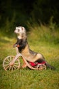 Adult ferret enjoying tricycle ride on forest meadow location