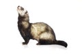 Standard color ferret in studio Royalty Free Stock Photo