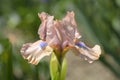 Standard Dwarf Bearded Iris Chanted Royalty Free Stock Photo