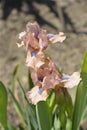 Standard Dwarf Bearded Iris Chanted Royalty Free Stock Photo
