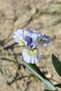 Standard Dwarf Bearded Iris Green Oasis