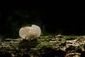 Mushroom,Basidiocarp,Zealand Mushrooms