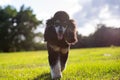 Standard Phantom Poodle enjoying a pasture at sunset. Young groomed poodle male dog. Royalty Free Stock Photo