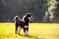 Standard Phantom Poodle enjoying a pasture at sunset. Young groomed poodle male dog. Royalty Free Stock Photo