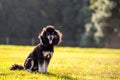 Standard Phantom Poodle enjoying a pasture at sunset. Young groomed poodle male dog. Royalty Free Stock Photo