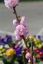 Pink roses in a flower garden