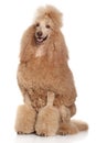 Standard Poodle