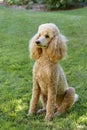 Standard Poodle - Apricot Royalty Free Stock Photo