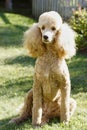 Standard Poodle - Apricot Royalty Free Stock Photo