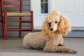 Standard Poodle - Apricot Royalty Free Stock Photo