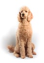 Standard Poodle