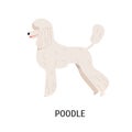 Standard Poodle. Cute dog of hunting breed or gundog isolated on white background. Adorable purebred domestic animal or