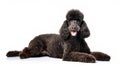 Standard Poodle dog - Canis lupus familiaris - dark charcoal grey black color tongue out while panting isolated on white Royalty Free Stock Photo