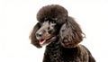 Standard Poodle dog - Canis lupus familiaris - dark charcoal grey black color tongue out while panting isolated on white Royalty Free Stock Photo