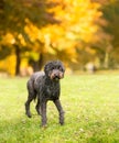 A Standard Poodle dog outdoors Royalty Free Stock Photo