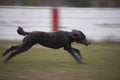 Standard Poodle Dog running full speed